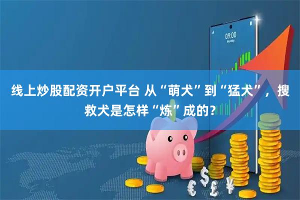 线上炒股配资开户平台 从“萌犬”到“猛犬”，搜救犬是怎样“炼”成的？